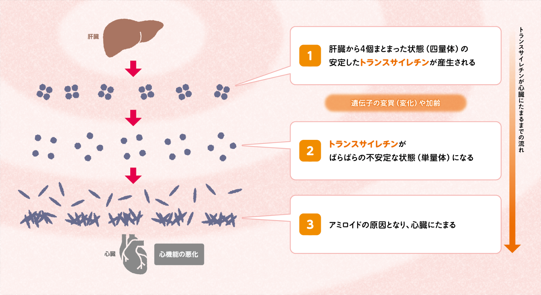 トランスサイレチンが心臓に溜まるまでの流れ図
