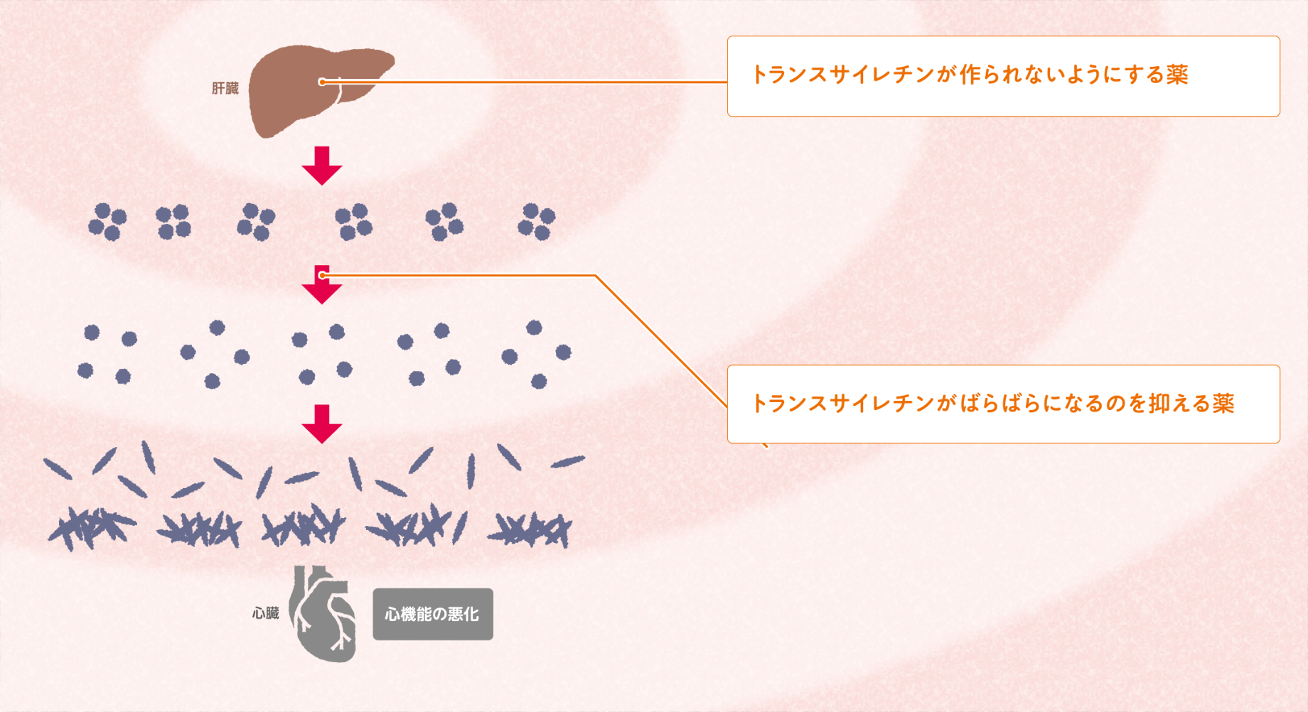 トランスサイレチン型心アミロイドーシスの治療の図