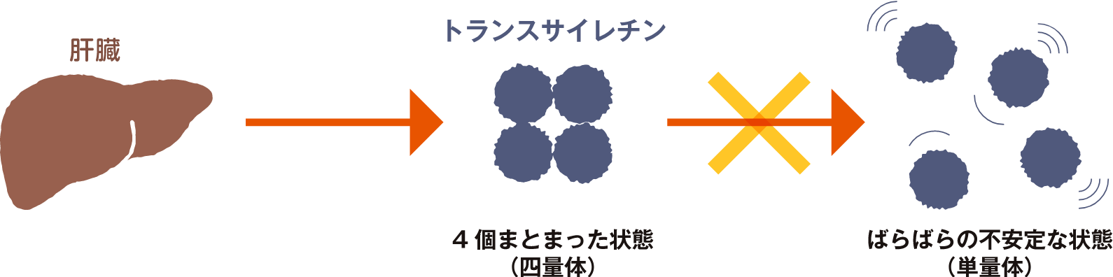 トランスサイレチンがばらばらになるのを抑える薬の図